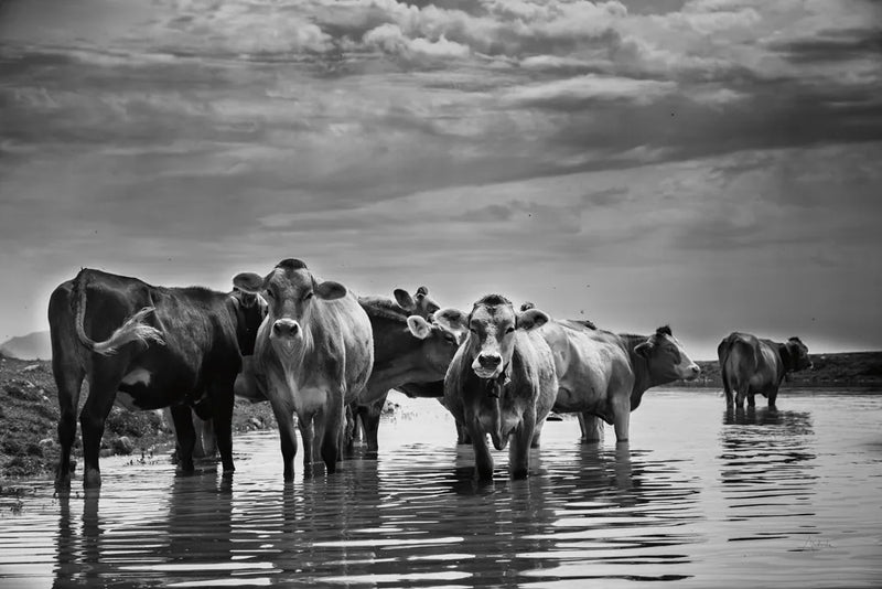 In the River by Aledanda. SKU 38316i. Archival Giclee Fine art print for wall decor.