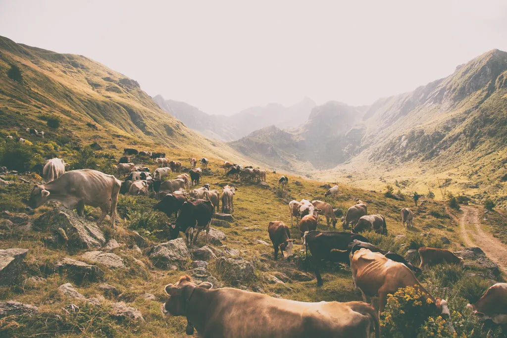 In the Valley by Aledanda. SKU 38320i. Archival Giclee Fine art print for wall decor.