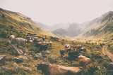 In the Valley by Aledanda. SKU 38320i. Archival Giclee Fine art print for wall decor.