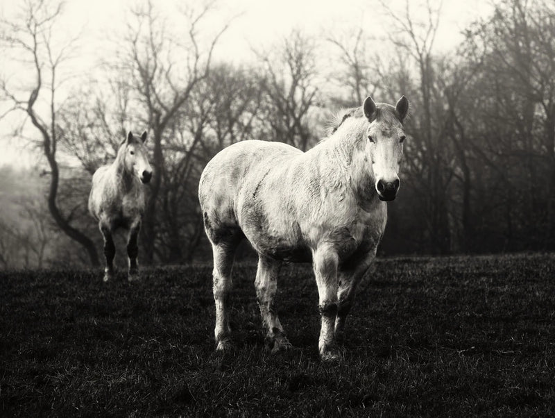 Leading the Way by Aledanda