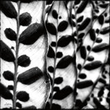 Leaves and Vines by Aledanda. SKU 37455a. Archival Giclee Fine art print for wall decor.
