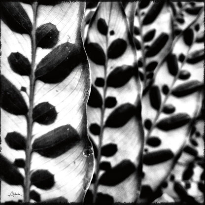 Leaves and Vines by Aledanda. SKU 37455a. Archival Giclee Fine art print for wall decor.