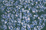 Lilac Closeup by Aledanda. SKU 63217i. Archival Giclee Fine art print for wall decor.