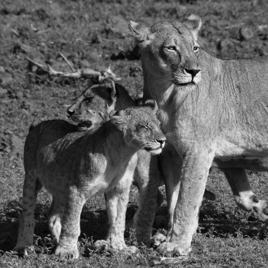 Lioness and Cubs by Aledanda. SKU 58138a. Archival Giclee Fine art print for wall decor.