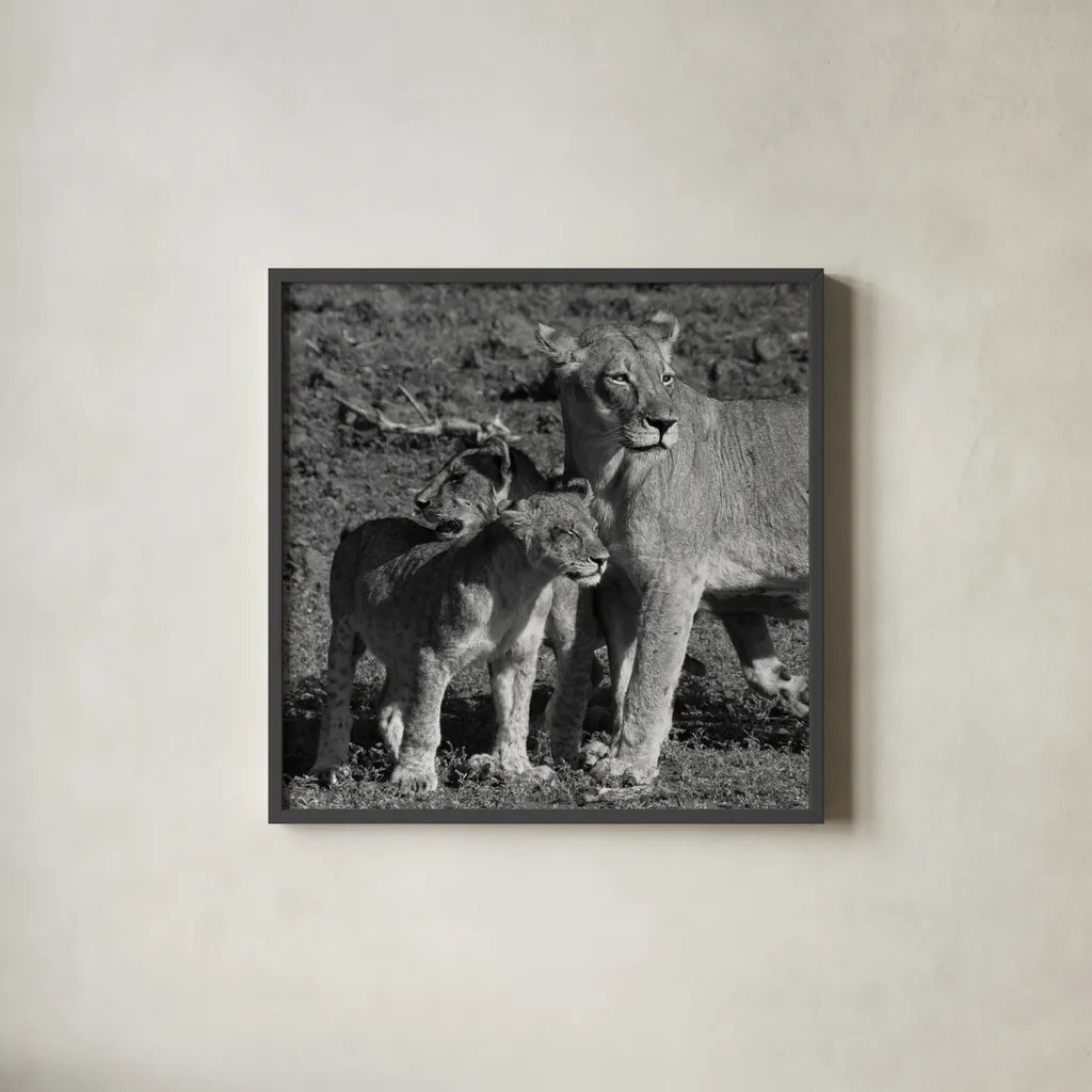 Lioness and Cubs by Aledanda. Shown in a sleek black glass frame for a contemporary gallery look. Available as an archival giclee rolled canvas, fine art paper, or poster print. SKU 58138a.