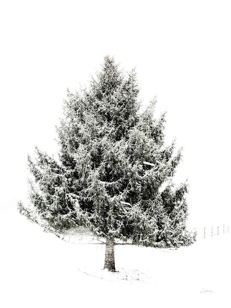 Lone Pine by Aledanda