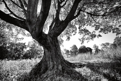 Longwood Tree by Aledanda. SKU 37454i. Archival Giclee Fine art print for wall decor.