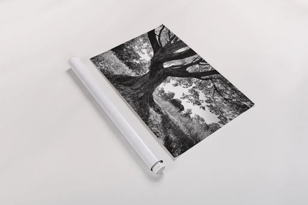 Longwood Tree by Aledanda. shown as a rolled paper print. Available as archival giclee rolled canvas, fine art paper, or poster print. SKU 37454i.