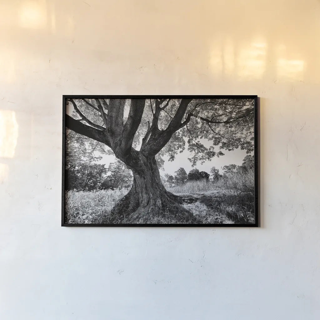 Longwood Tree by Aledanda. shown as a paper print in a black flame. Available as a archival giclee rolled canvas, fine art paper, or poster print. SKU 37454i.