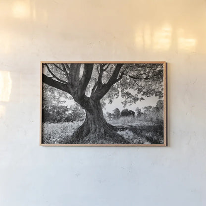 Longwood Tree by Aledanda. shown as a paper print in a natural frame. Available as a archival giclee rolled canvas, fine art paper, or poster print. SKU 37454i.