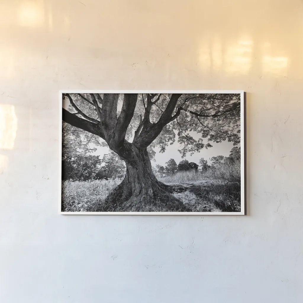 Longwood Tree by Aledanda. shown as a paper print in a white frame. Available as a archival giclee rolled canvas, fine art paper, or poster print. SKU 37454i.