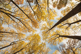 Looking Up I by Aledanda. SKU 38285i. Archival Giclee Fine art print for wall decor.