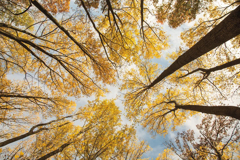 Looking Up I by Aledanda. SKU 38285i. Archival Giclee Fine art print for wall decor.