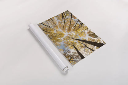 Looking Up I by Aledanda. shown as a rolled paper print. Available as archival giclee rolled canvas, fine art paper, or poster print. SKU 38285i.