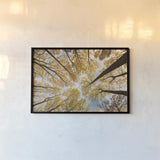 Looking Up I by Aledanda. shown as a paper print in a black flame. Available as a archival giclee rolled canvas, fine art paper, or poster print. SKU 38285i.