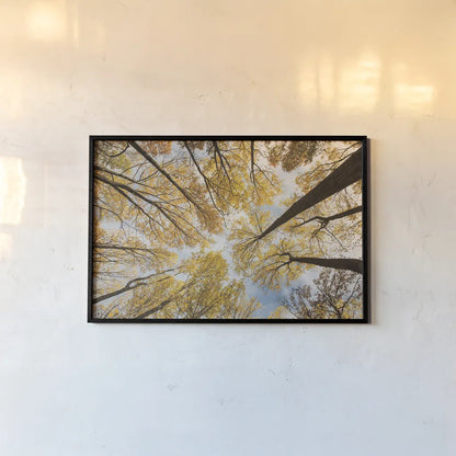 Looking Up I by Aledanda. shown as a paper print in a black flame. Available as a archival giclee rolled canvas, fine art paper, or poster print. SKU 38285i.