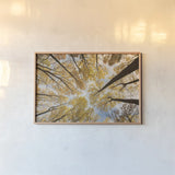 Looking Up I by Aledanda. shown as a paper print in a natural frame. Available as a archival giclee rolled canvas, fine art paper, or poster print. SKU 38285i.