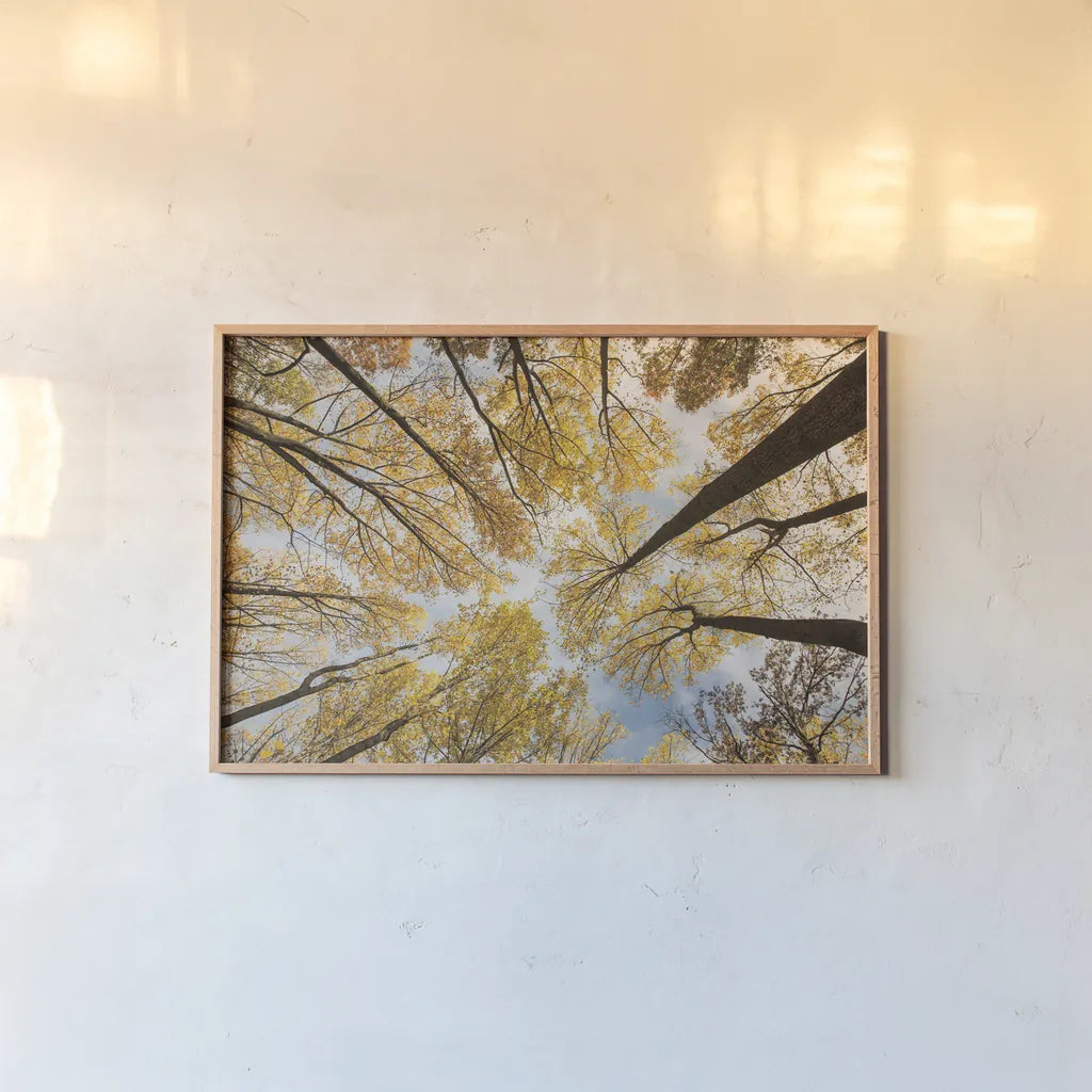 Looking Up I by Aledanda. shown as a paper print in a natural frame. Available as a archival giclee rolled canvas, fine art paper, or poster print. SKU 38285i.