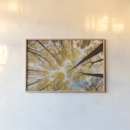 Looking Up I by Aledanda. shown as a paper print in a natural frame. Available as a archival giclee rolled canvas, fine art paper, or poster print. SKU 38285i.