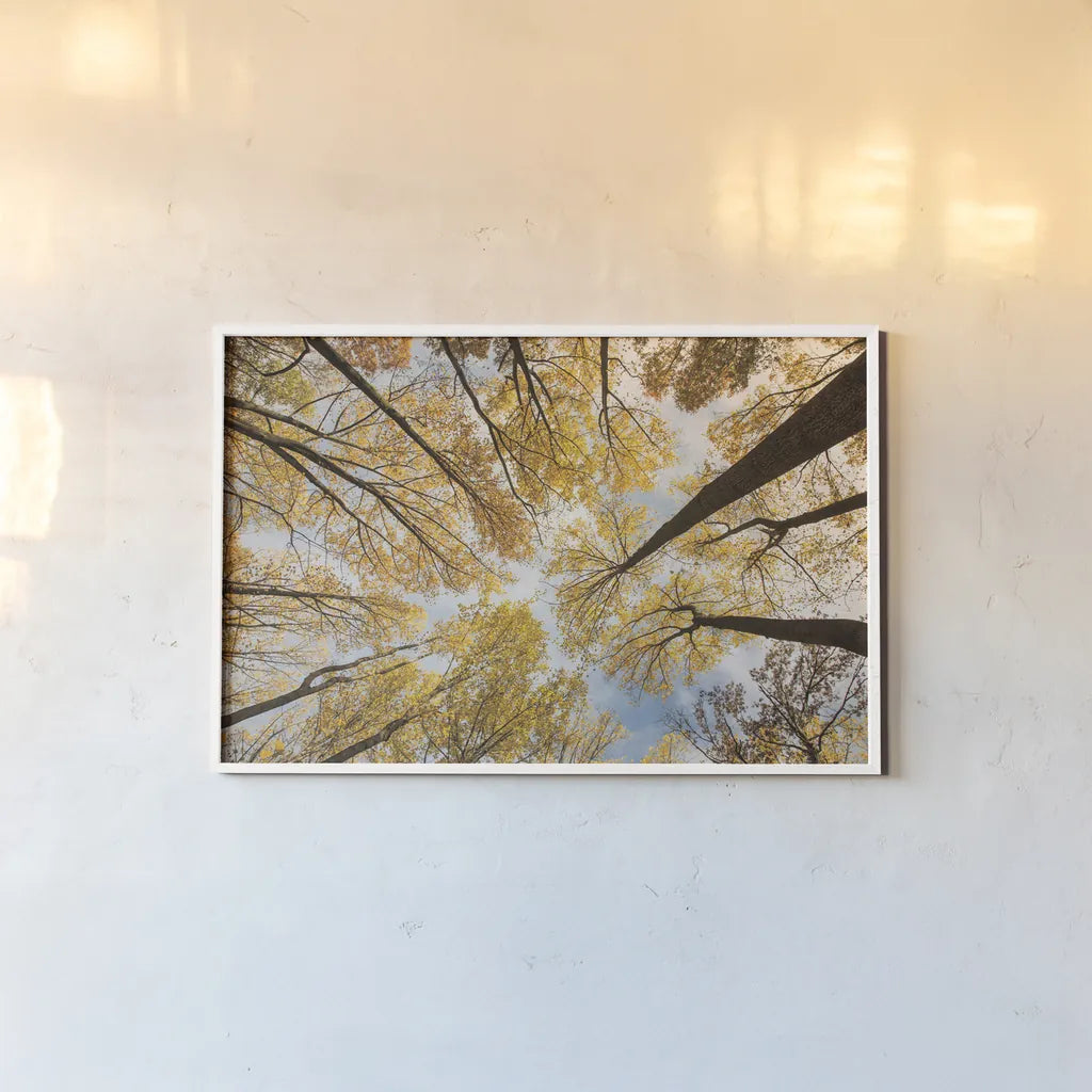 Looking Up I by Aledanda. shown as a paper print in a white frame. Available as a archival giclee rolled canvas, fine art paper, or poster print. SKU 38285i.