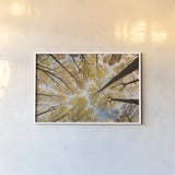 Looking Up I by Aledanda. shown as a paper print in a white frame. Available as a archival giclee rolled canvas, fine art paper, or poster print. SKU 38285i.