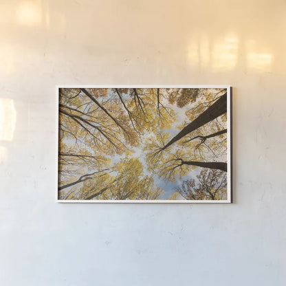 Looking Up I by Aledanda. shown as a paper print in a white frame. Available as a archival giclee rolled canvas, fine art paper, or poster print. SKU 38285i.