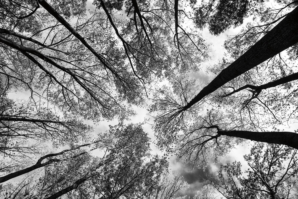 Looking Up I BW by Aledanda. SKU 38286i. Archival Giclee Fine art print for wall decor.