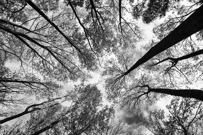 Looking Up I BW by Aledanda. SKU 38286i. Archival Giclee Fine art print for wall decor.
