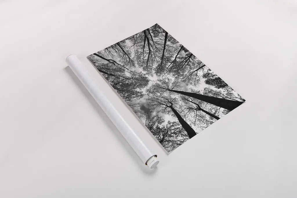 Looking Up I BW by Aledanda. shown as a rolled paper print. Available as archival giclee rolled canvas, fine art paper, or poster print. SKU 38286i.