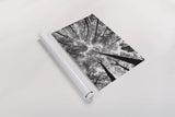 Looking Up I BW by Aledanda. shown as a rolled paper print. Available as archival giclee rolled canvas, fine art paper, or poster print. SKU 38286i.