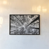 Looking Up I BW by Aledanda. shown as a paper print in a black flame. Available as a archival giclee rolled canvas, fine art paper, or poster print. SKU 38286i.