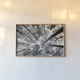 Looking Up I BW by Aledanda. shown as a paper print in a natural frame. Available as a archival giclee rolled canvas, fine art paper, or poster print. SKU 38286i.