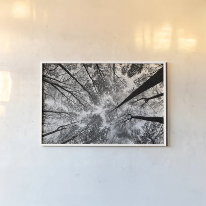 Looking Up I BW by Aledanda. shown as a paper print in a white frame. Available as a archival giclee rolled canvas, fine art paper, or poster print. SKU 38286i.