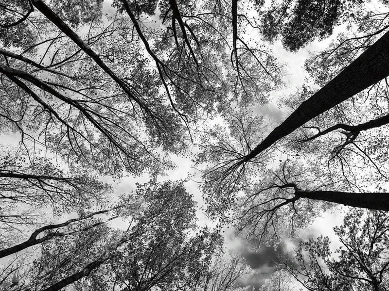 Looking Up I BW Crop by Aledanda