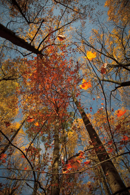 Looking Up II by Aledanda. SKU 38287h. Archival Giclee Fine art print for wall decor.