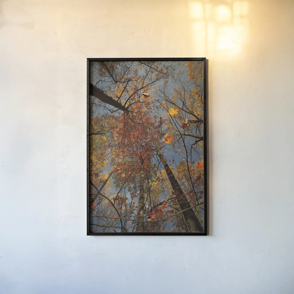 Looking Up II by Aledanda. shown as a paper print in a black flame. Available as a archival giclee rolled canvas, fine art paper, or poster print. SKU 38287h.