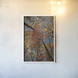 Looking Up II by Aledanda. shown as a paper print in a white frame. Available as a archival giclee rolled canvas, fine art paper, or poster print. SKU 38287h.
