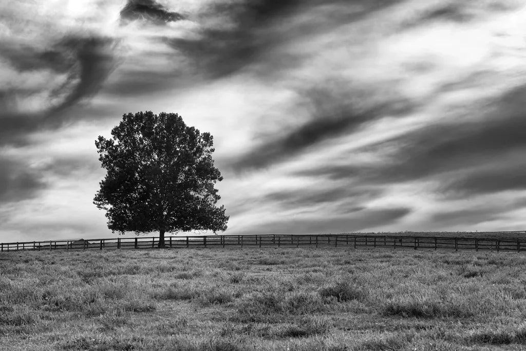 Majestic by Aledanda. SKU 38321i. Archival Giclee Fine art print for wall decor.