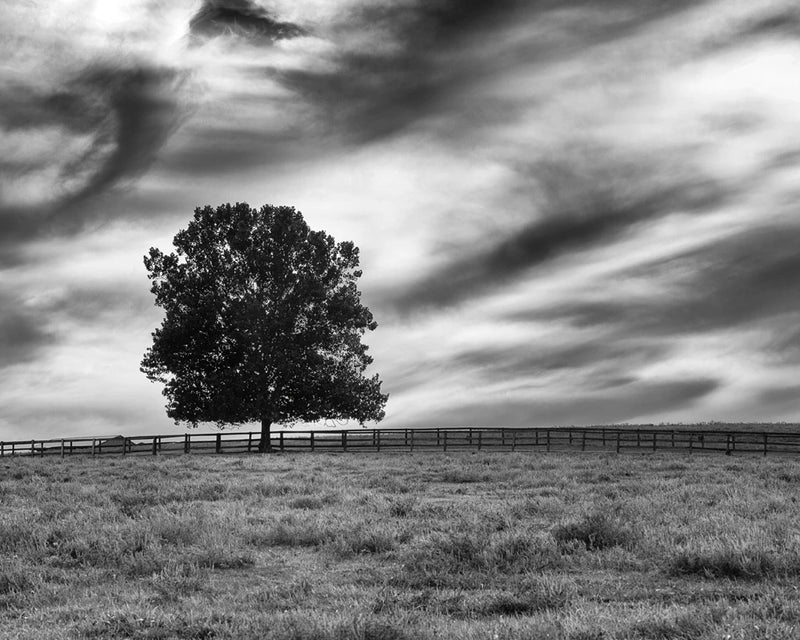Majestic Crop by Aledanda