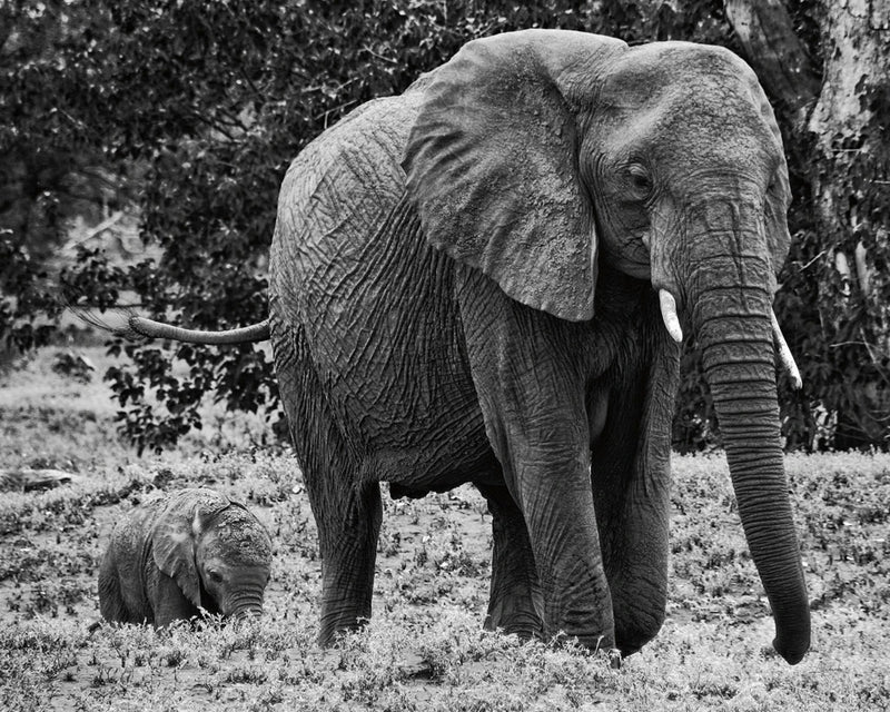 Mama and Baby Elephant I by Aledanda