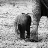 Mama and Baby Elephant II by Aledanda. SKU 58136a. Archival Giclee Fine art print for wall decor.
