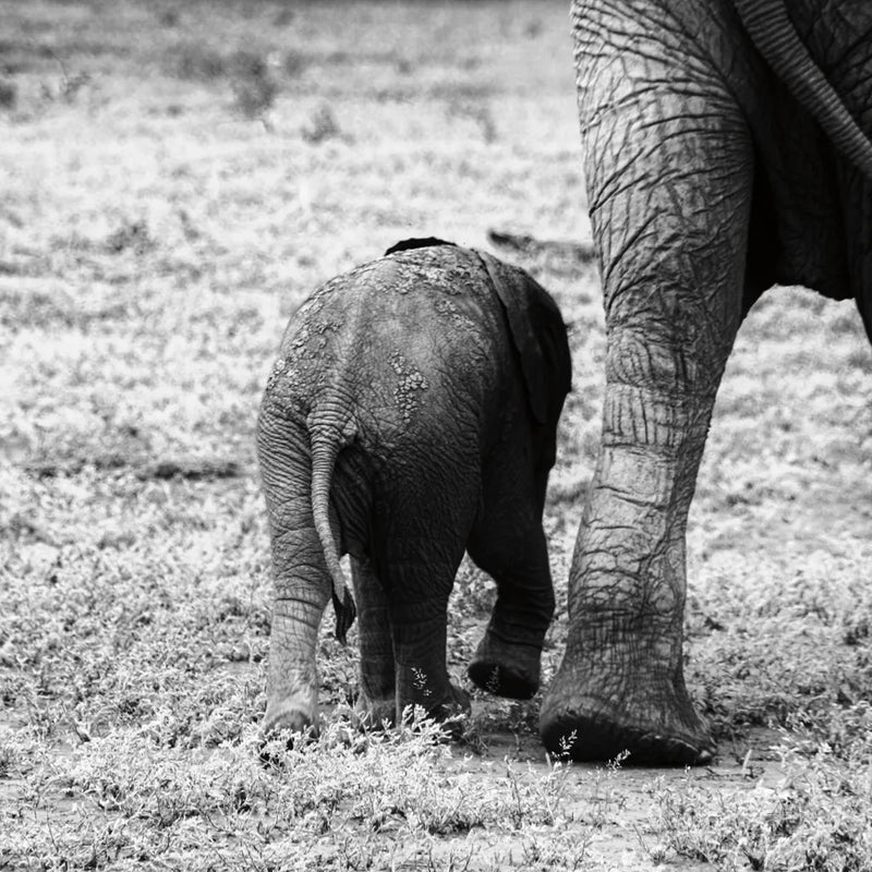 Mama and Baby Elephant II by Aledanda. SKU 58136a. Archival Giclee Fine art print for wall decor.