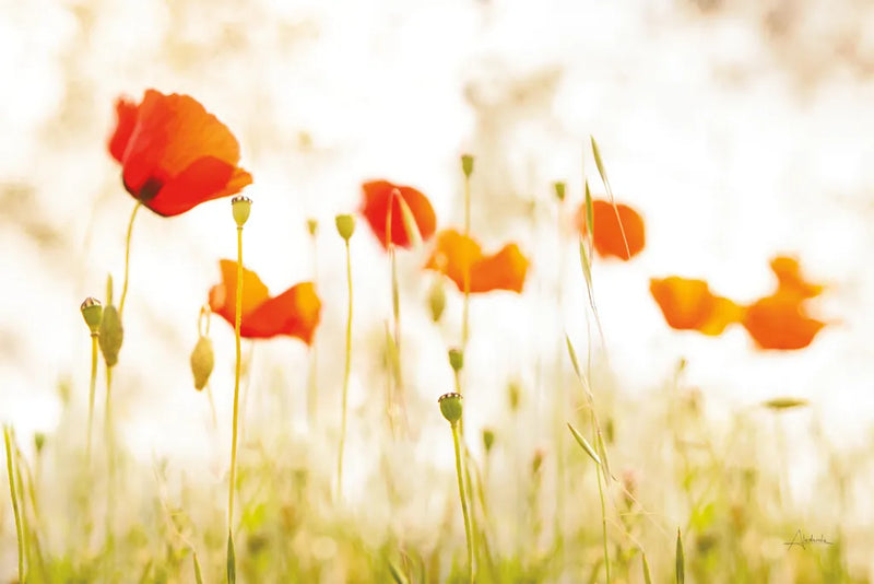 Meadow Poppies by Aledanda. SKU 72739i. Archival Giclee Fine art print for wall decor.