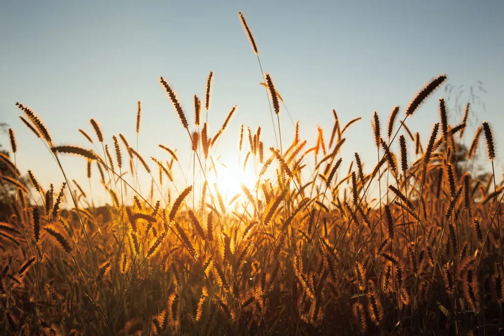 Morning Grain by Aledanda. SKU 52954i. Archival Giclee Fine art print for wall decor.