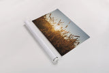 Morning Grain by Aledanda. shown as a rolled paper print. Available as archival giclee rolled canvas, fine art paper, or poster print. SKU 52954i.