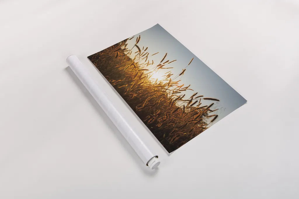 Morning Grain by Aledanda. shown as a rolled paper print. Available as archival giclee rolled canvas, fine art paper, or poster print. SKU 52954i.