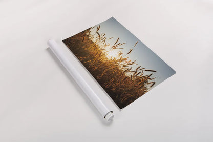 Morning Grain by Aledanda. shown as a rolled paper print. Available as archival giclee rolled canvas, fine art paper, or poster print. SKU 52954i.