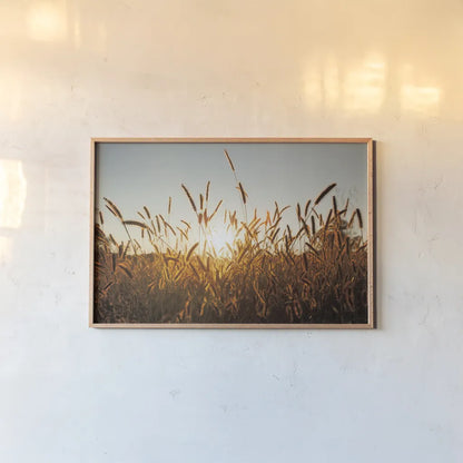 Morning Grain by Aledanda. shown as a paper print in a natural frame. Available as a archival giclee rolled canvas, fine art paper, or poster print. SKU 52954i.