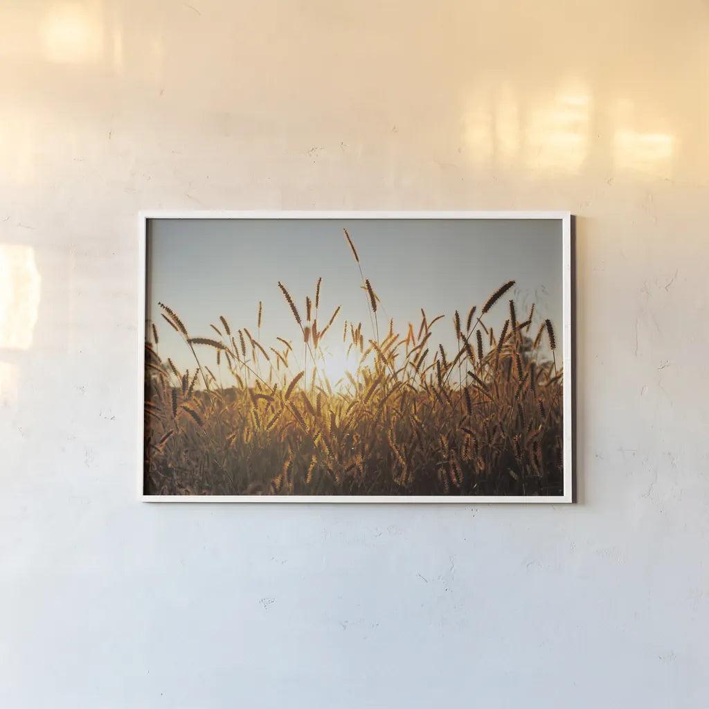 Morning Grain by Aledanda. shown as a paper print in a white frame. Available as a archival giclee rolled canvas, fine art paper, or poster print. SKU 52954i.