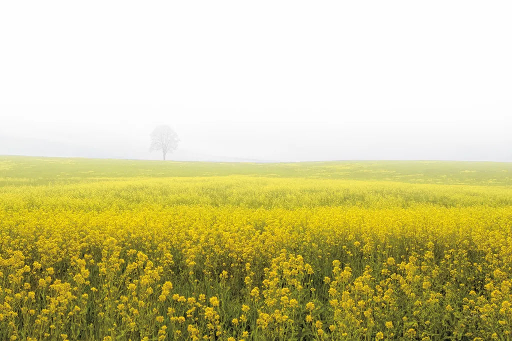 Mustard Seeds by Aledanda. SKU 52957i. Archival Giclee Fine art print for wall decor.